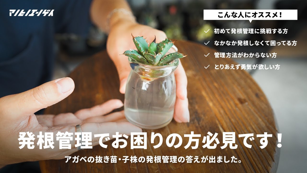 アガベの発根管理でお困りの方必見！管理方法について実践を交えながら