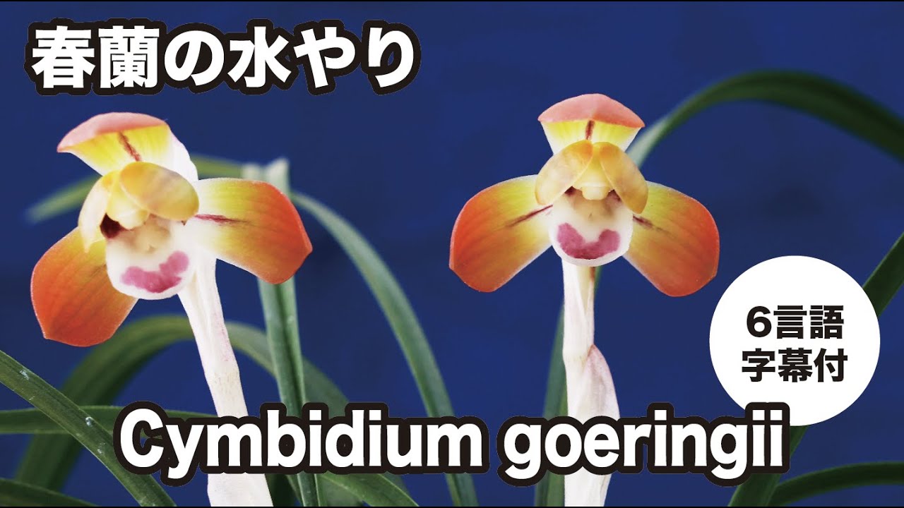 春蘭】水やり・鈴木学さん編 - YouTube