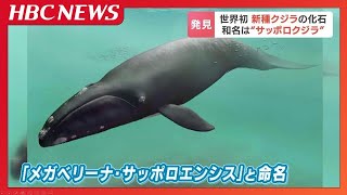 新種クジラの化石 17年前札幌市南区の河原で散歩中の男性が発見 体長約