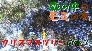 Christmas tree] Let's observe the fir tree in the forest! - YouTube