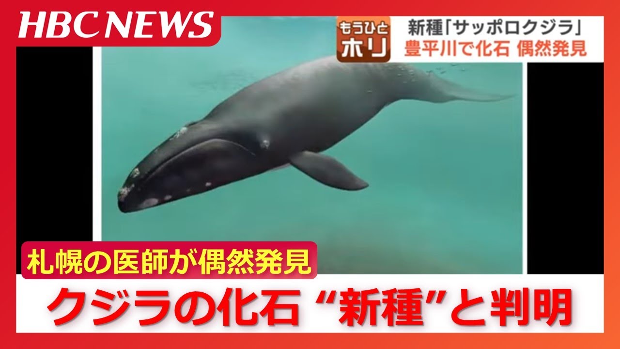 A doctor accidentally discovers a rib in the landlocked city of