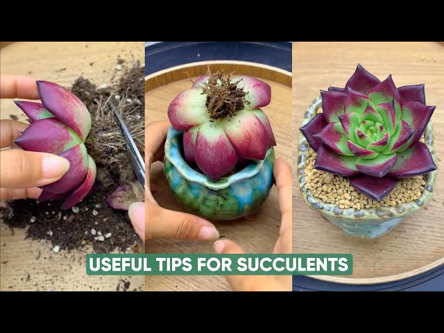 Easy Succulent Plants Care For Beginners | 다육이 | 多肉植物 - YouTube