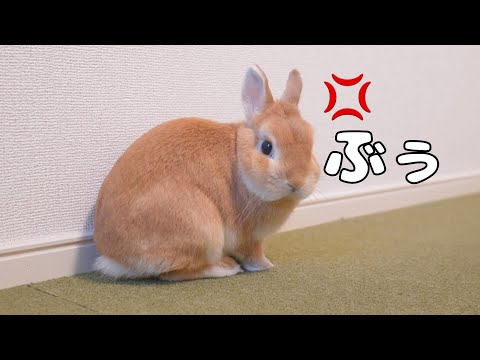 掃除してたら明らかに機嫌が悪くなりカメラに八つ当たりしてきたウサギ