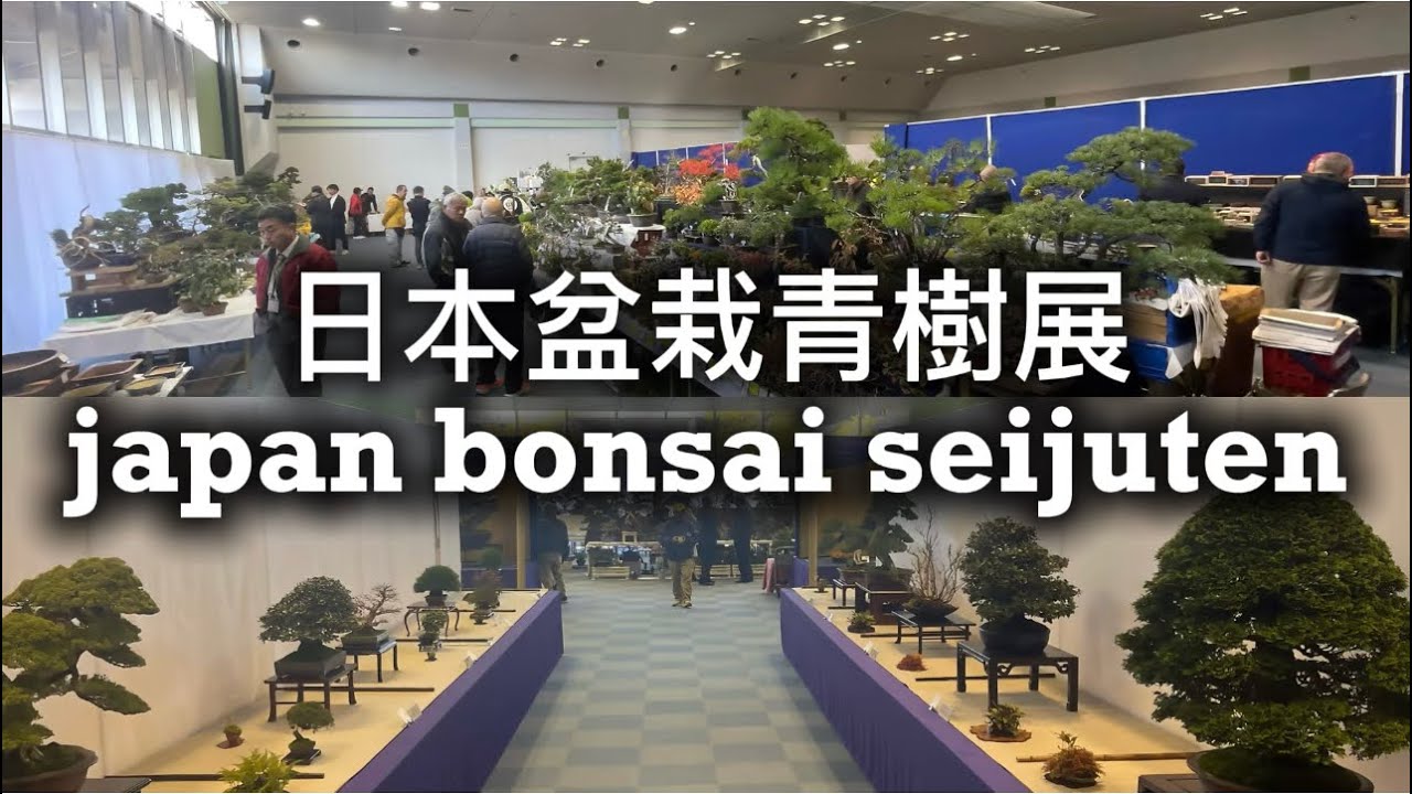 第34回日本盆栽青樹展 - YouTube