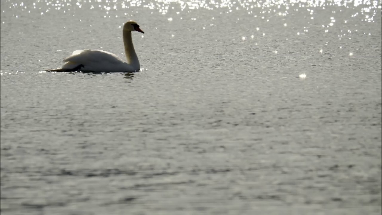 チャイコフスキー: バレエ音楽｢白鳥の湖｣：パ・ド・トロワより