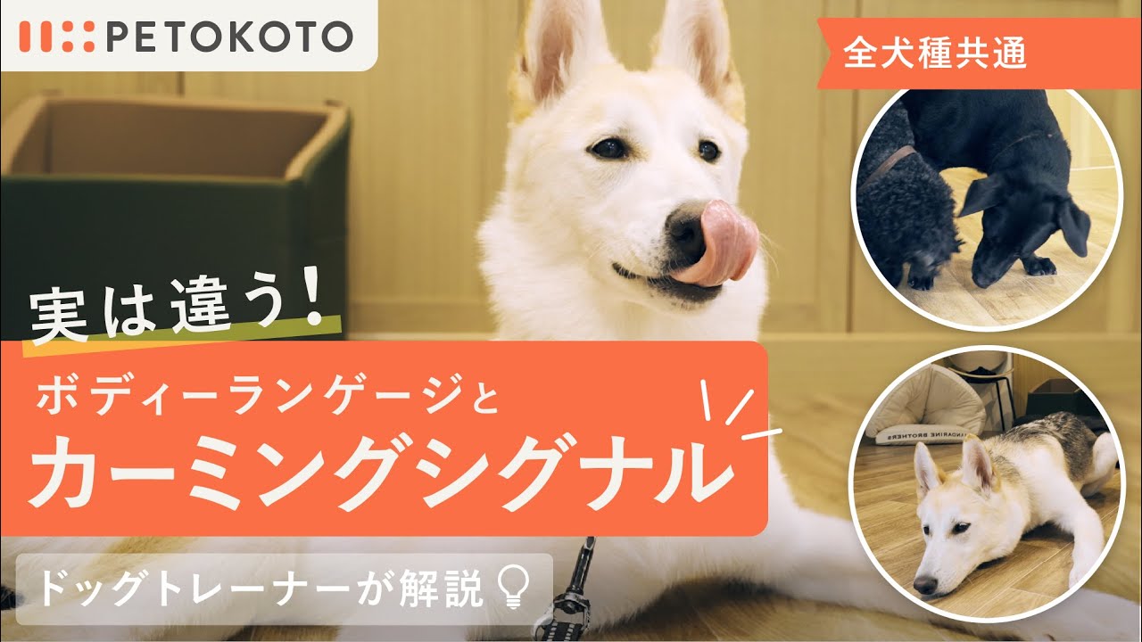 トレーナー解説】犬のカーミングシグナルとは？愛犬のしぐさから気持ち