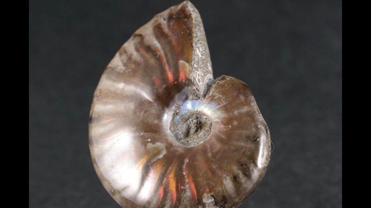 ファイヤーアンモナイト 化石 14.0g / Ammonite Fossil - YouTube