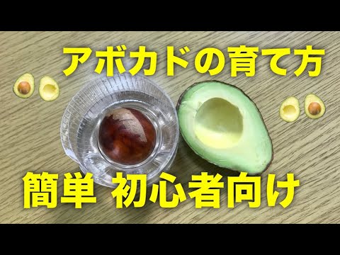 Regenerative Vegetables] How to Grow Avocados! How to Sprout from