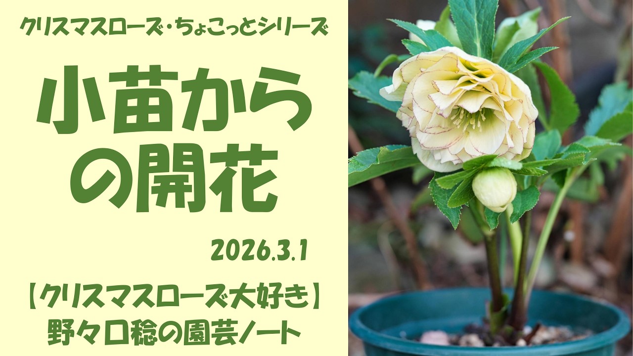 March 1, 2026 Flowering from seedlings - YouTube