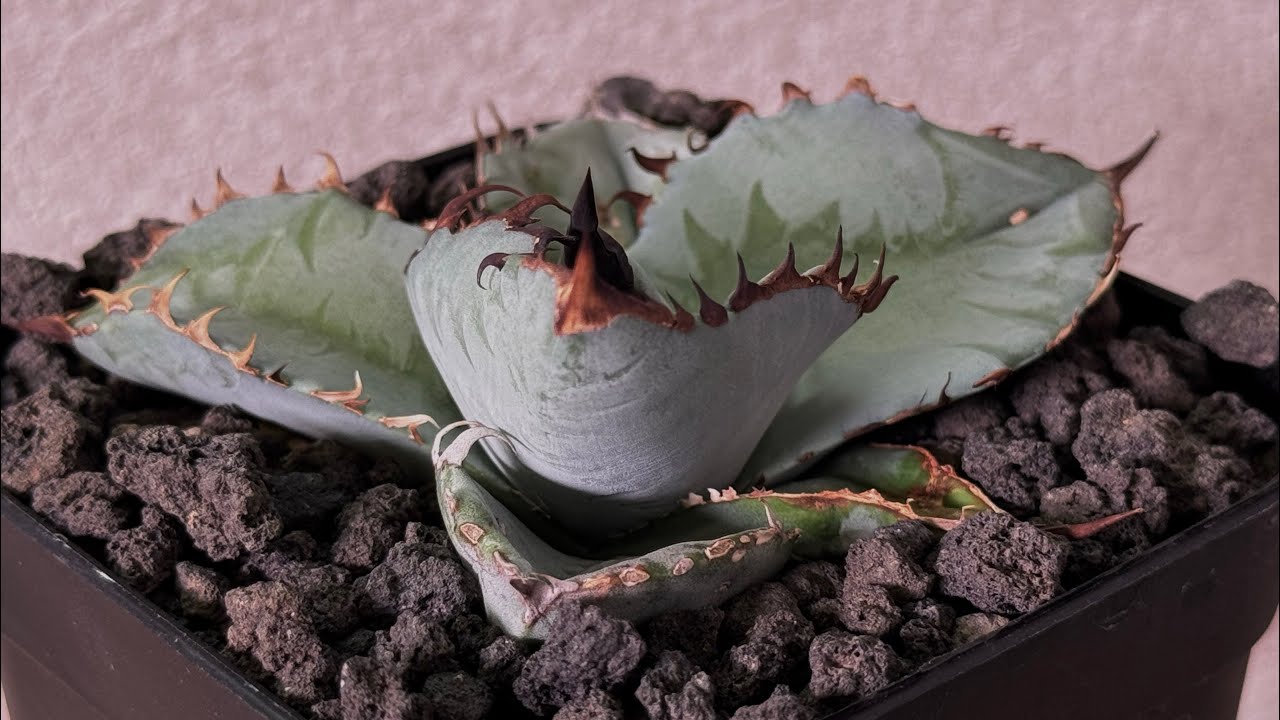 アガベ・チタノタ ビースト-003（芽）｜agave titanota beast | Plu