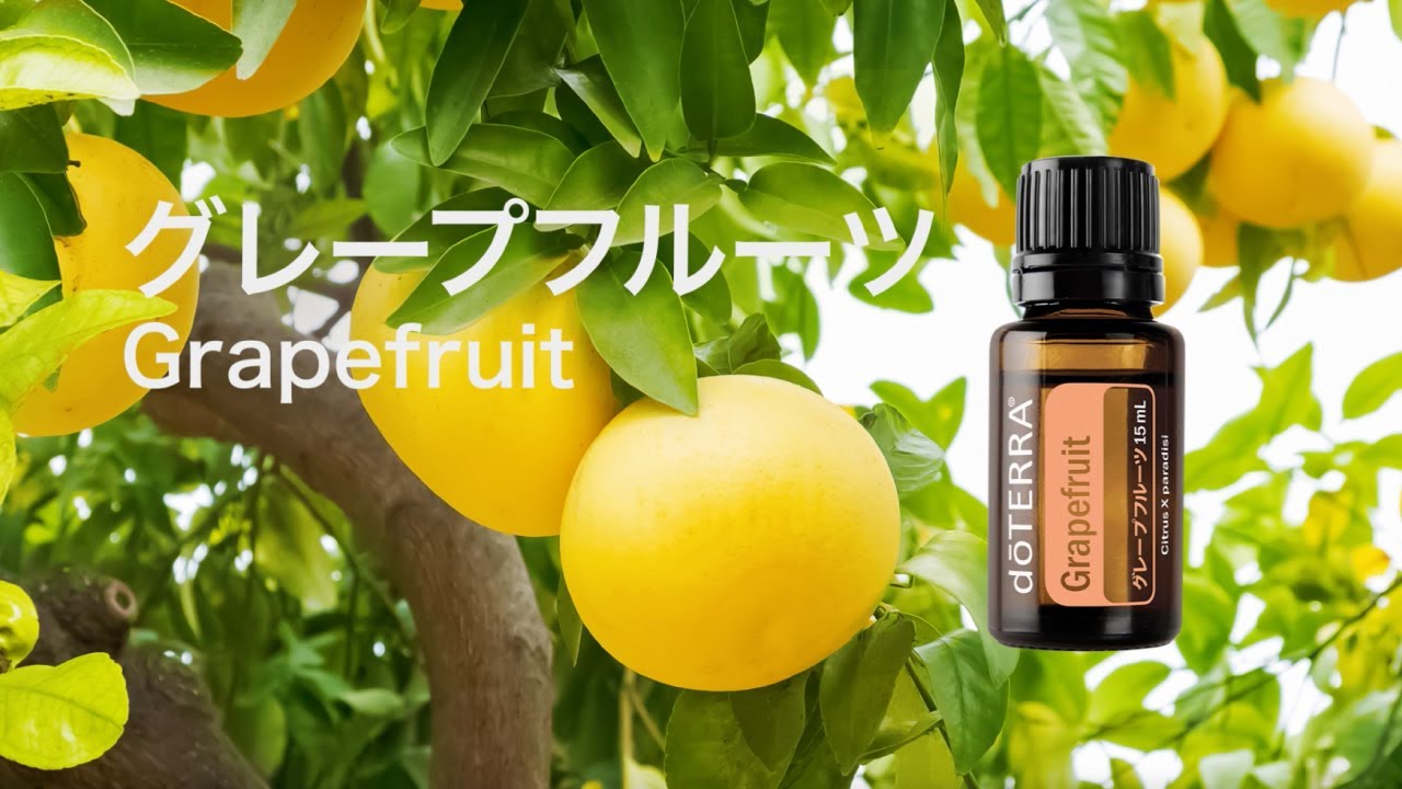 グレープフルーツ - YouTube