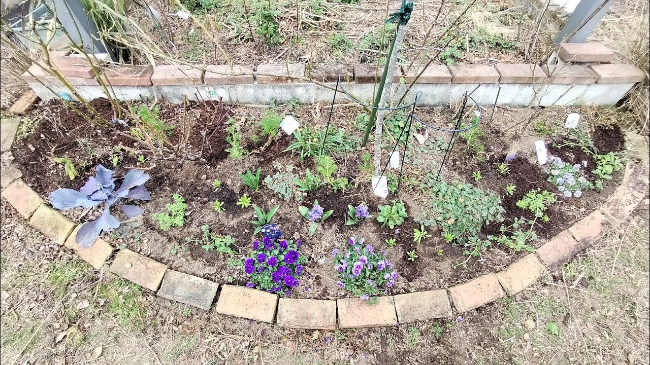 So cute!] Introducing 5 adorable eucalyptus plants you'll want to