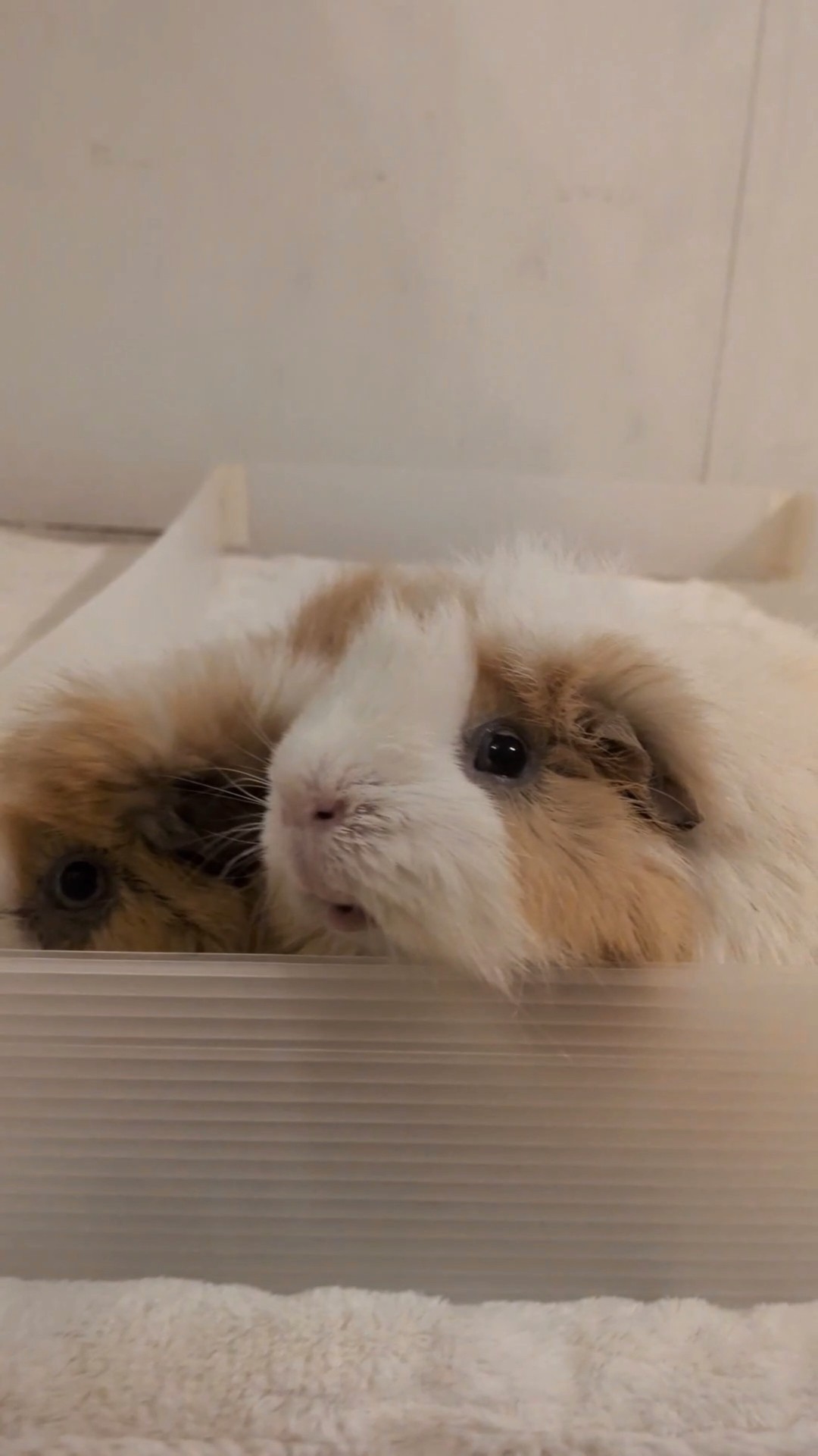 モルモットの家族 もるもるも - YouTube