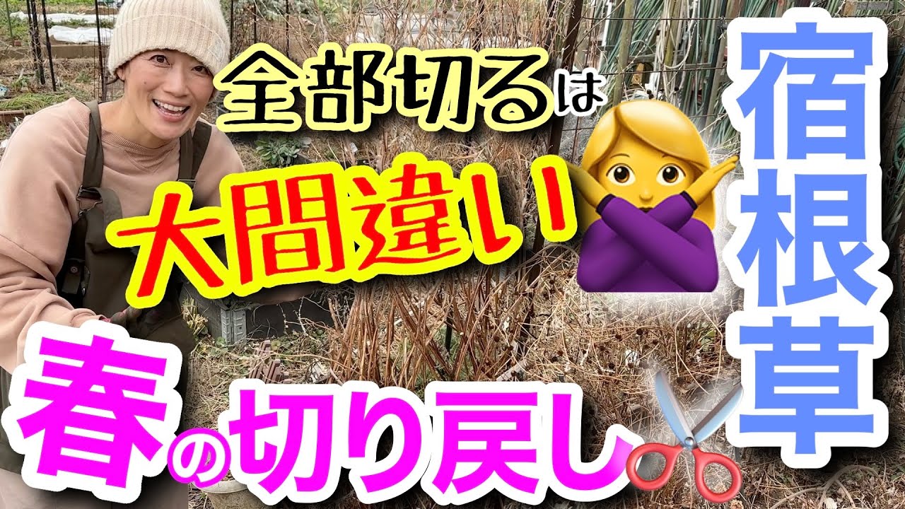 真夏だって増やせる】真夏の「挿し木・挿し芽」事情 / 発根するの？鉢