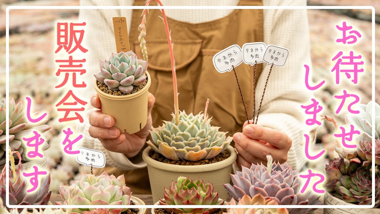 Tsubutane Fuji] We are waiting for you with lots of seedlings