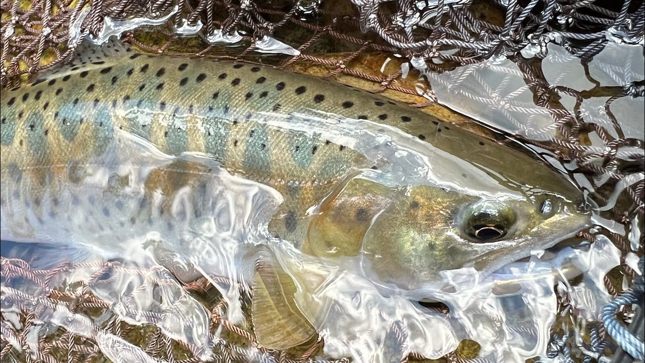 スプリーモ リバロスキャニオニック 買ってみた。 - YouTube