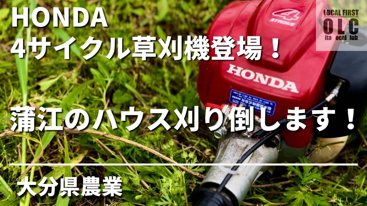 農業】HONDA 4サイクル草刈機でハウス内を刈る！in大分県佐伯市蒲江‬