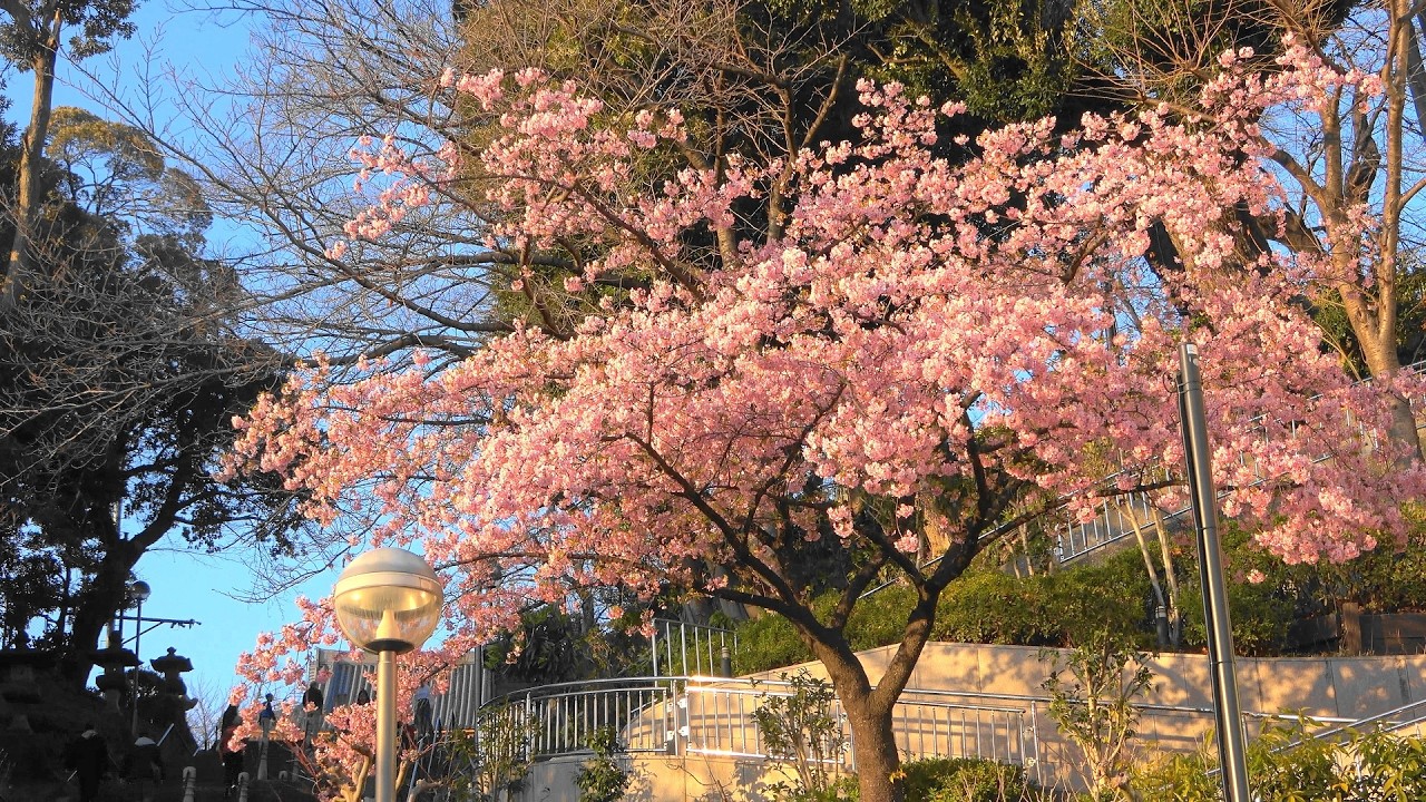 2026大田区花見001🌸池上本門寺・此経難持坂☆河津桜☆撮影：2月22日