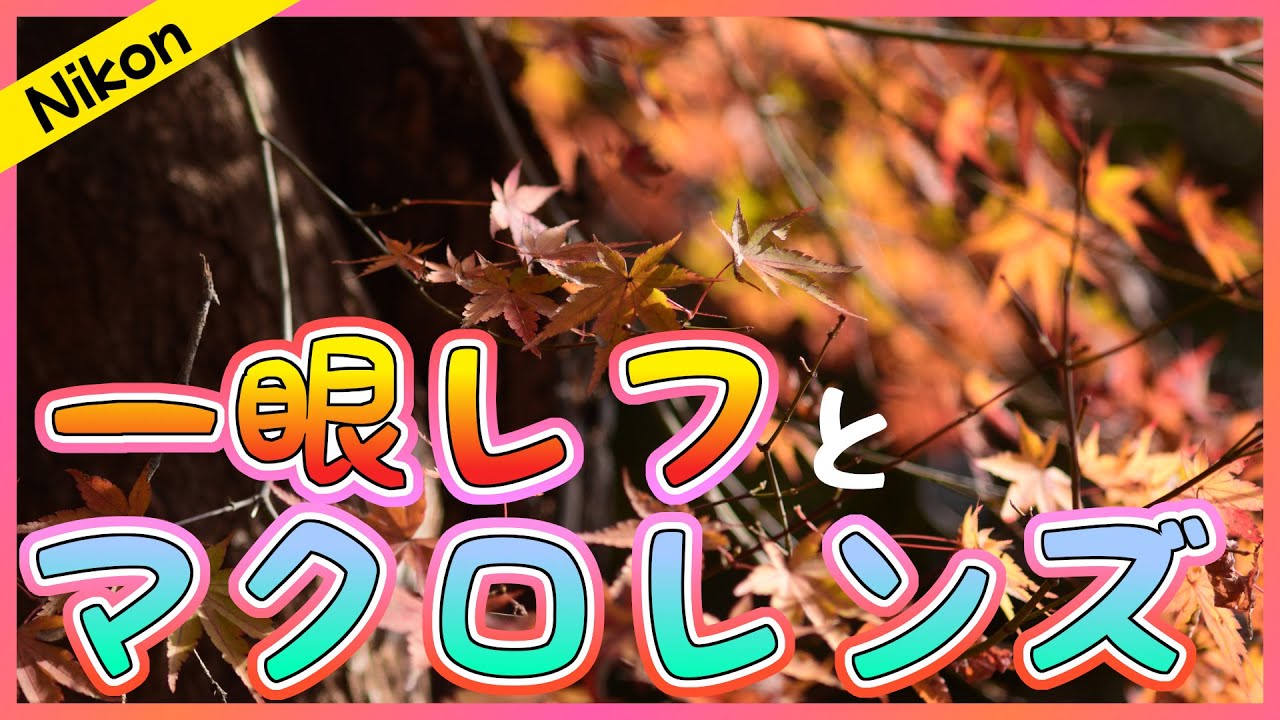 Nikon】一眼レフと中望遠マクロでお散歩スナップ | Micro Nikkor 105mm