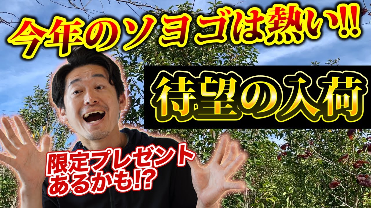 絶対失敗しない常緑庭木】ついに本株のソヨゴがやってきた！！ - YouTube