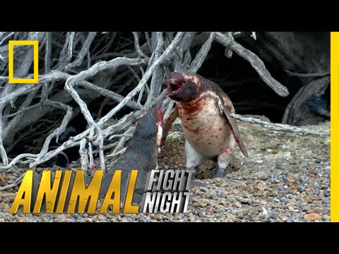 動画】ペンギンの夫と愛人の熾烈な戦い | ナショナル ジオグラフィック