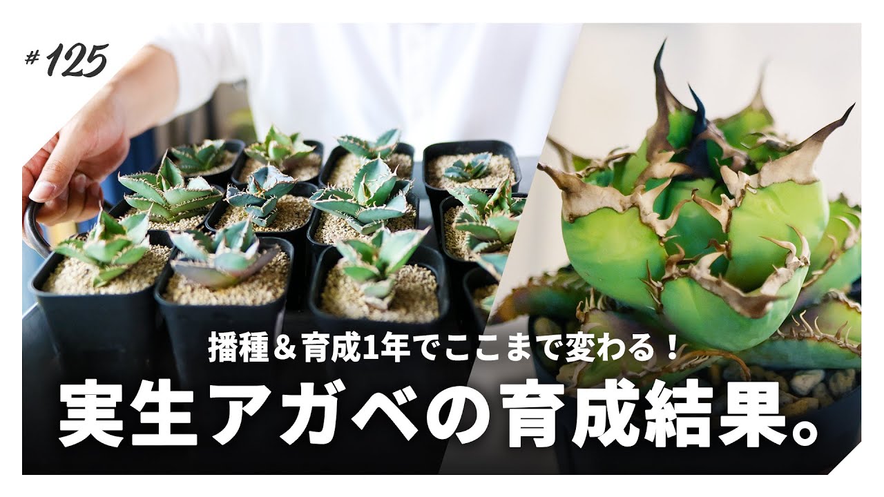 実生アガベの育成結果。播種＆育成一年でここまで成長するのか