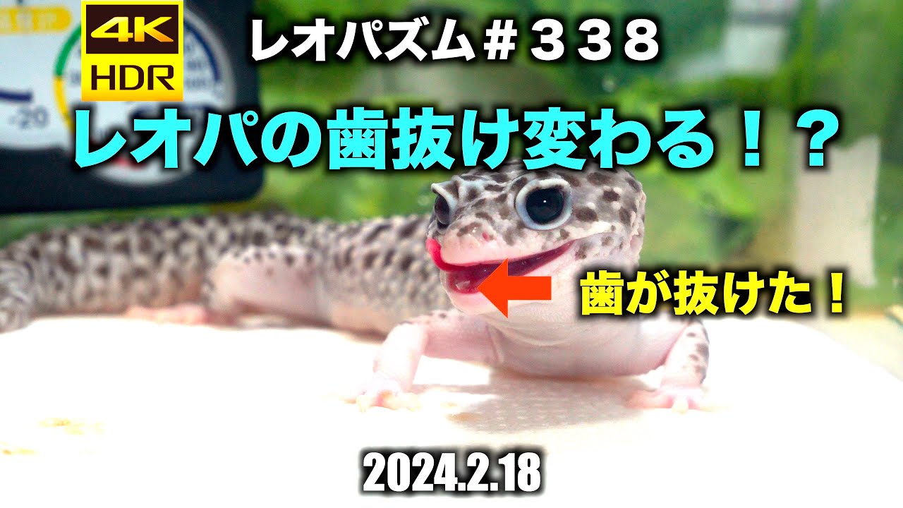 Will leopard geckos lose their teeth?! 2024.2.18【Leopard gecko