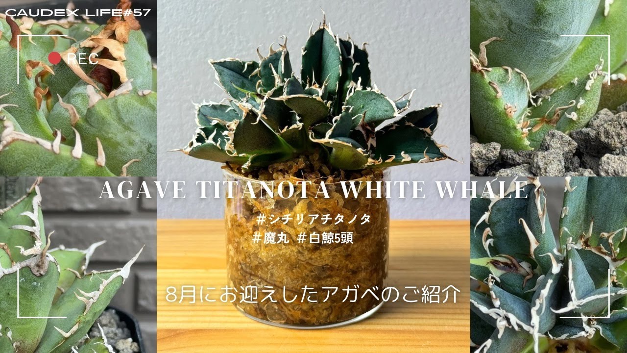 最高にイカすアガベ チタノタ3株をお迎え】シチリア チタノタや魔丸