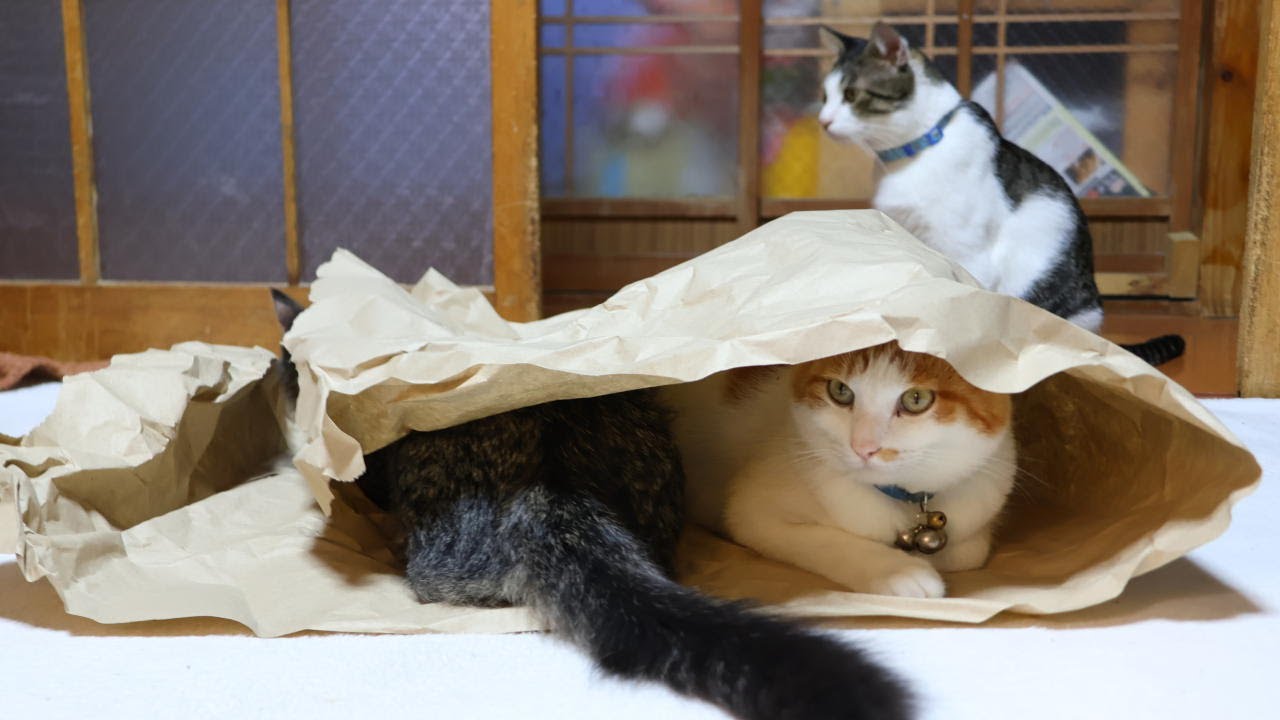 がさごそ 猫 251218 - YouTube