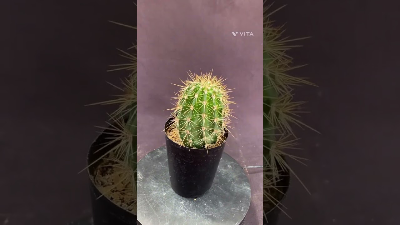 サボテン・弁慶柱（サガロサボテン）3号 | 日本ライン花木センター