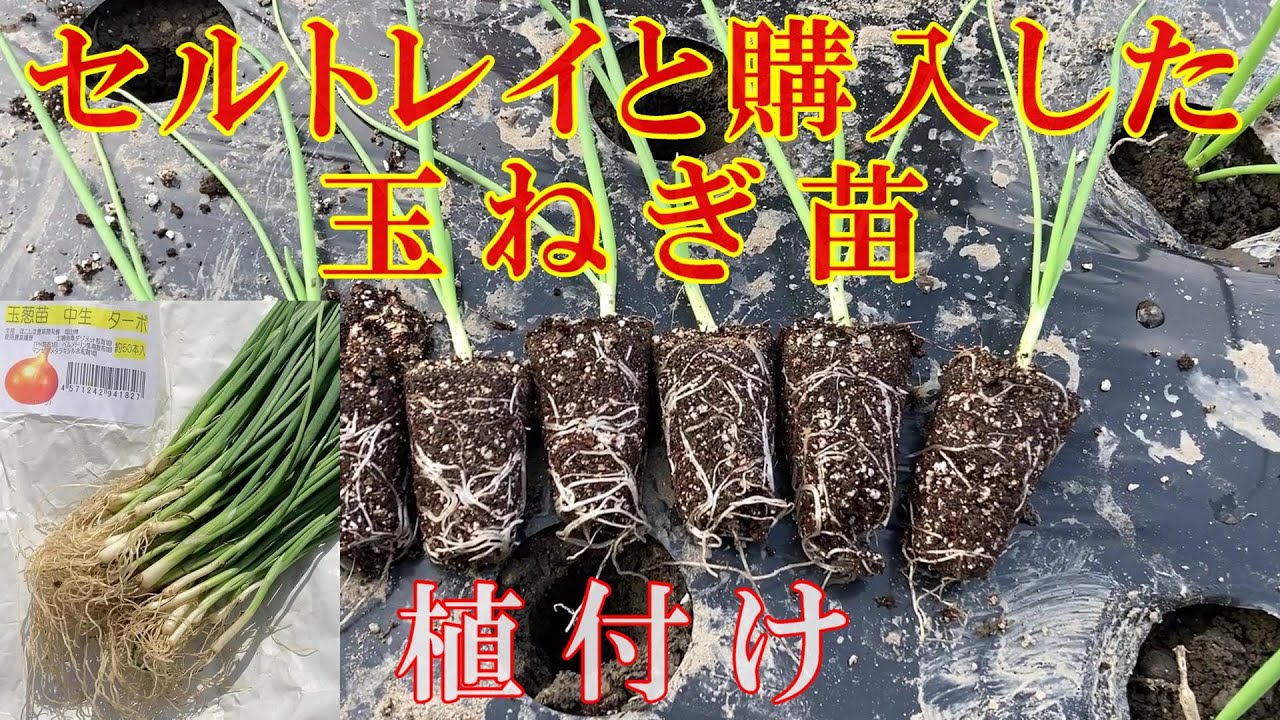 セルトレイと購入した玉ねぎ苗 植付け - YouTube