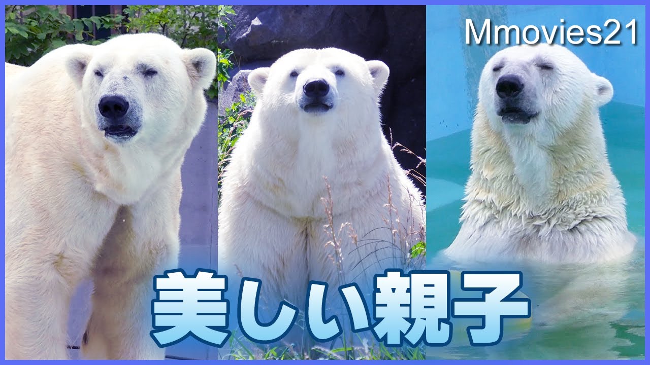 後ろ姿が気になるホッキョクグマ「リラ」親子の夏の暮らし~Polar Bears