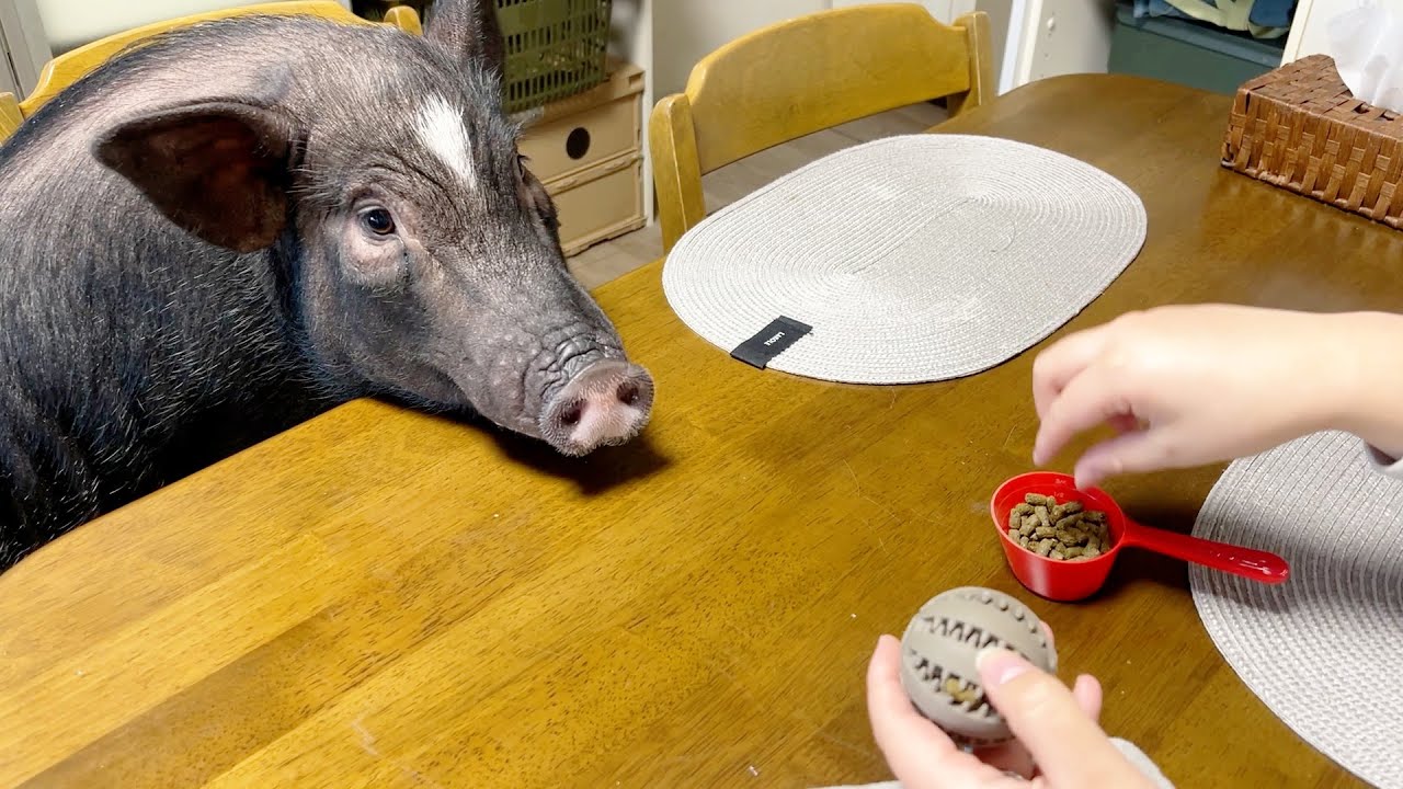 A pig with the intelligence of a 3 year old is this smart. - YouTube