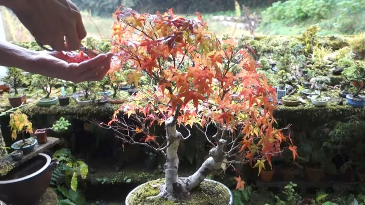 山採りから17年ほどのイロハモミジ（剪定 ） ♯592 - YouTube