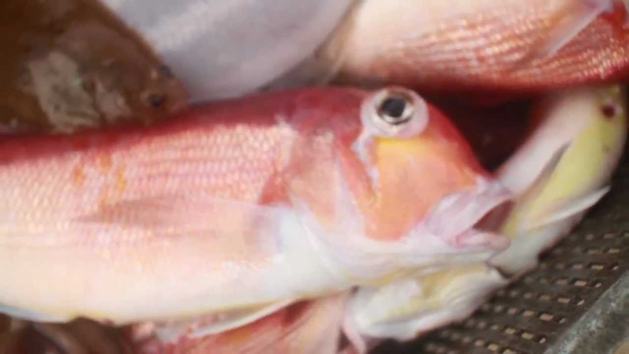 京都丹後 甘鯛の延縄漁 - YouTube