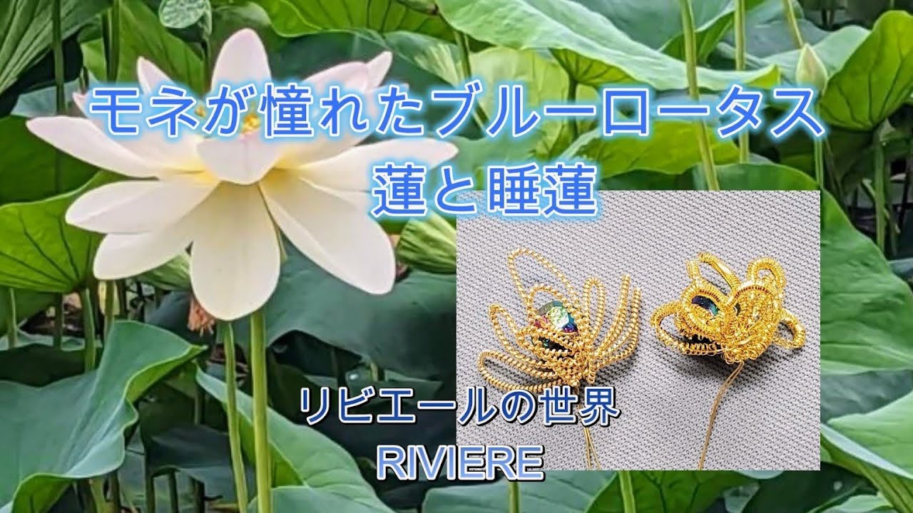 モネが憧れたブルーロータス 蓮と睡蓮 - YouTube