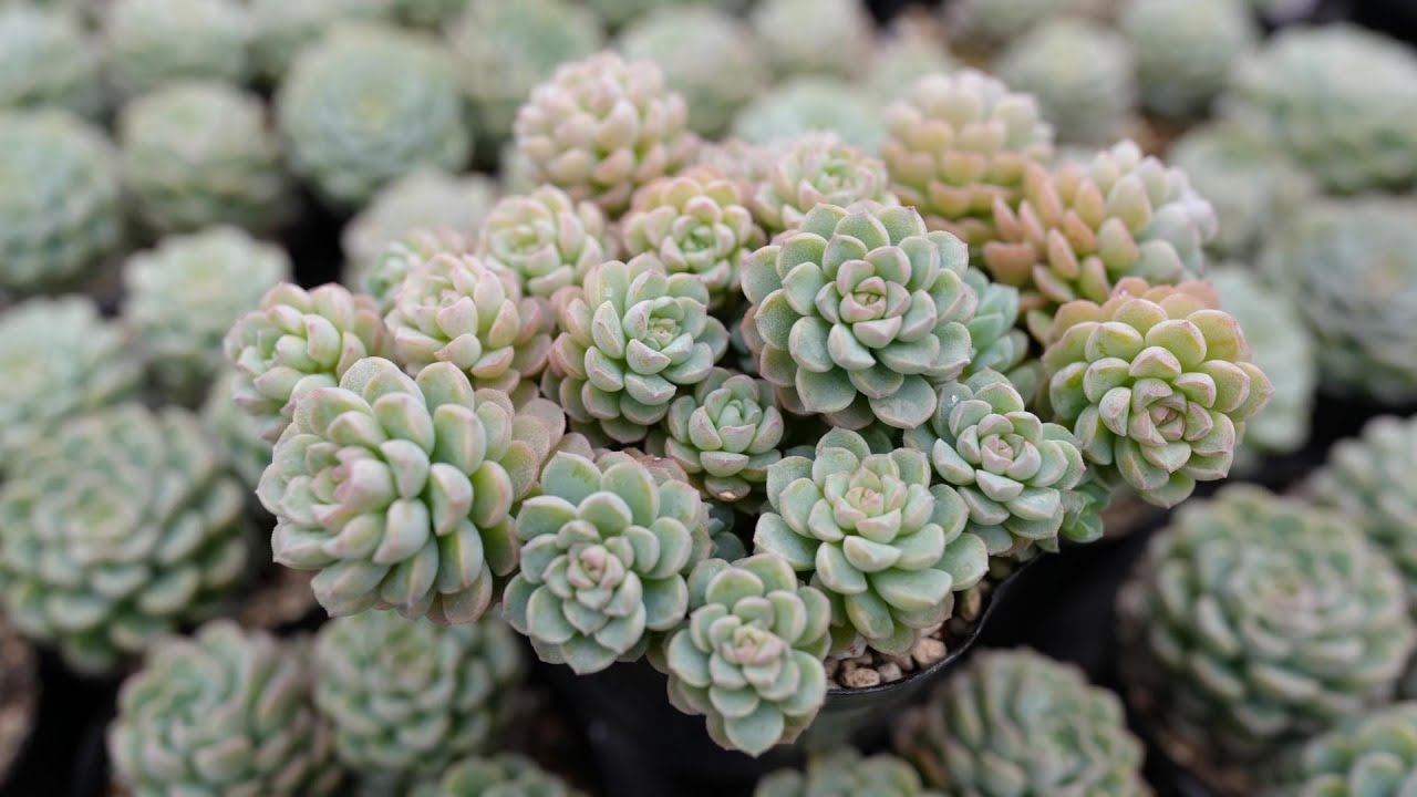 314 [A new succulent has been born] Easy to grow and cute. Grainy