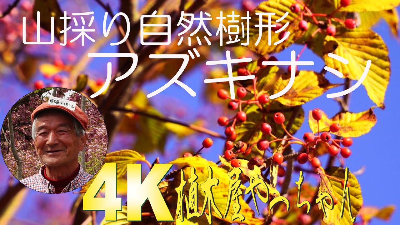 山採り自然樹形のアズキナシ販売 那珂市秋元園芸