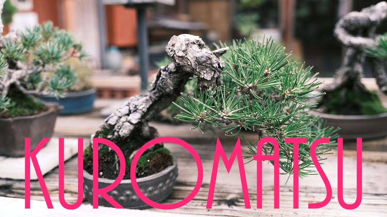 黒松の魅力。樹齢×00年の黒松【盆栽Q】The charm of Kuromatsu - YouTube
