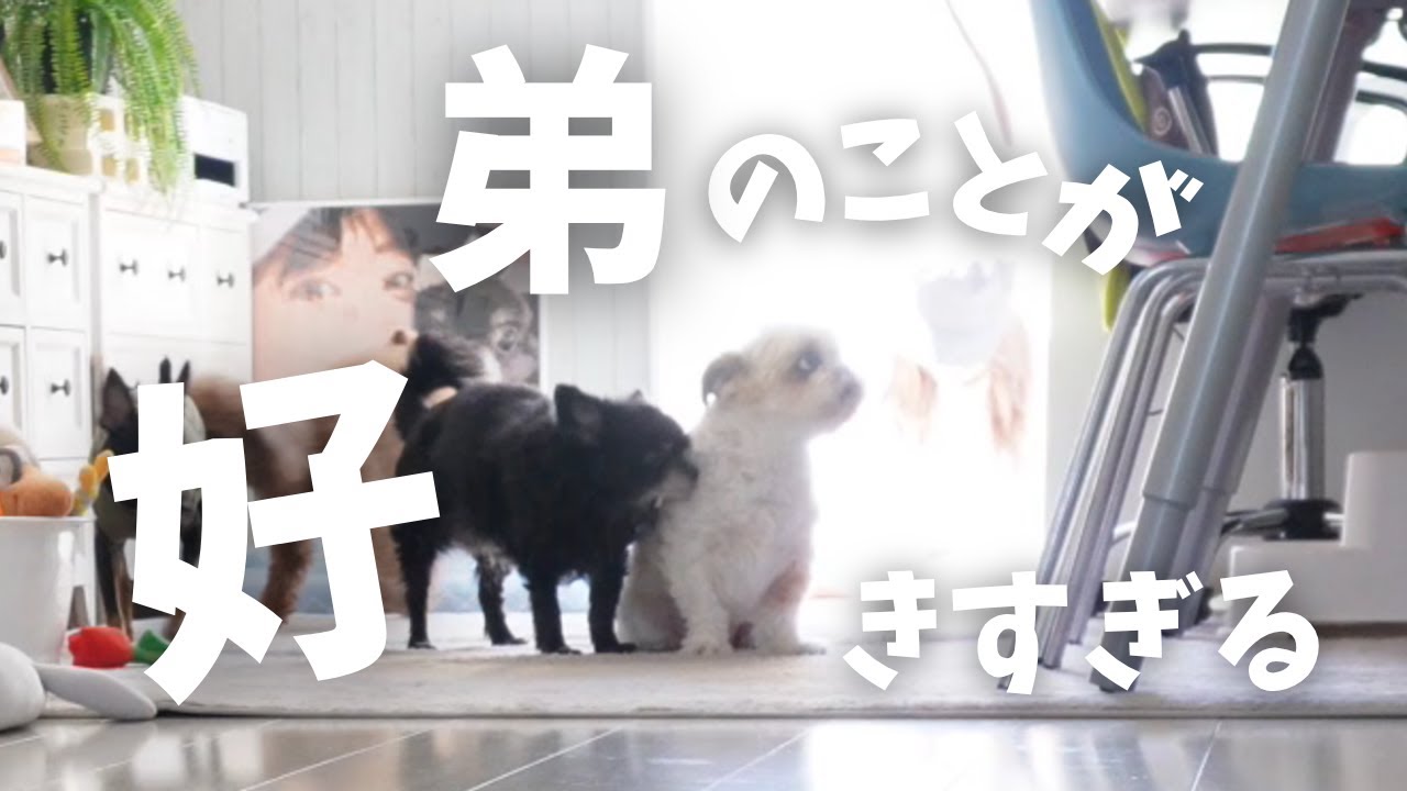 シーズー悟空を好きすぎて ずっと後ろを追いかける…チワワの老犬の愛が