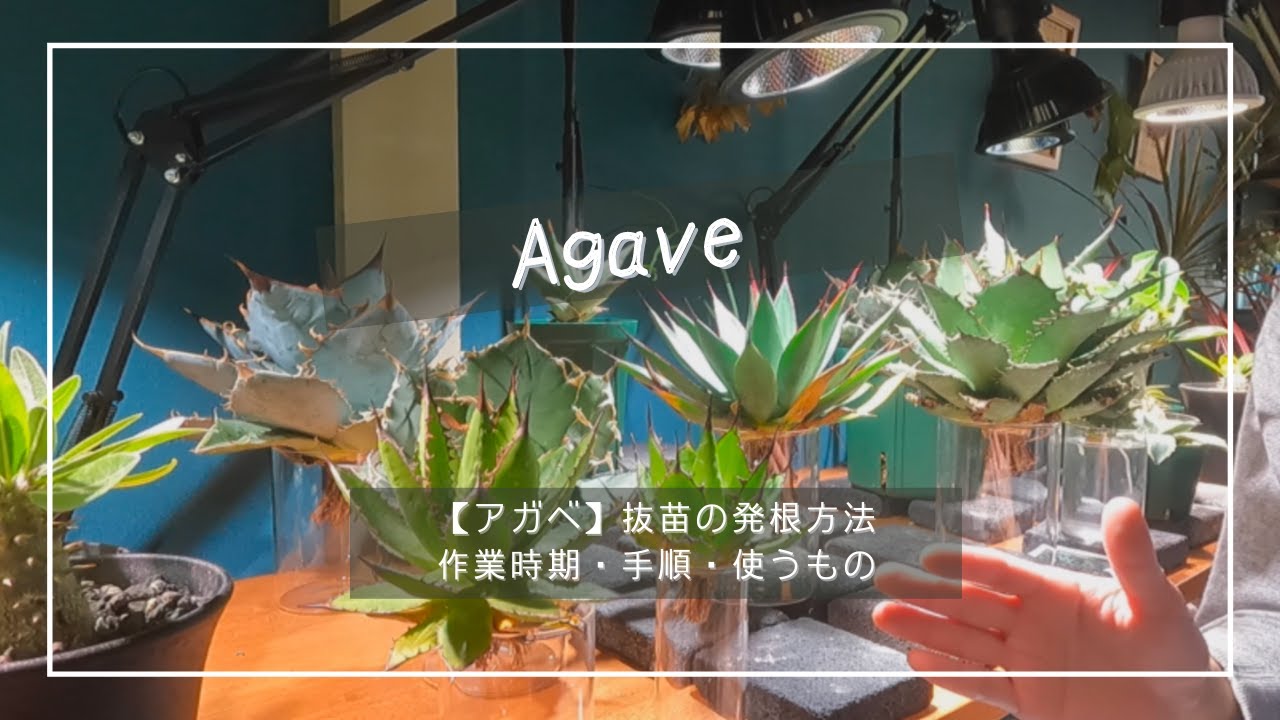 簡単！！】アガベの抜苗を発根させる方法！作業適期や手順、使うもの