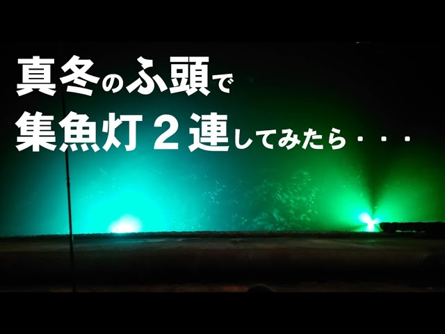 Osaka Bay] Trying out the most cost-effective fishing light for