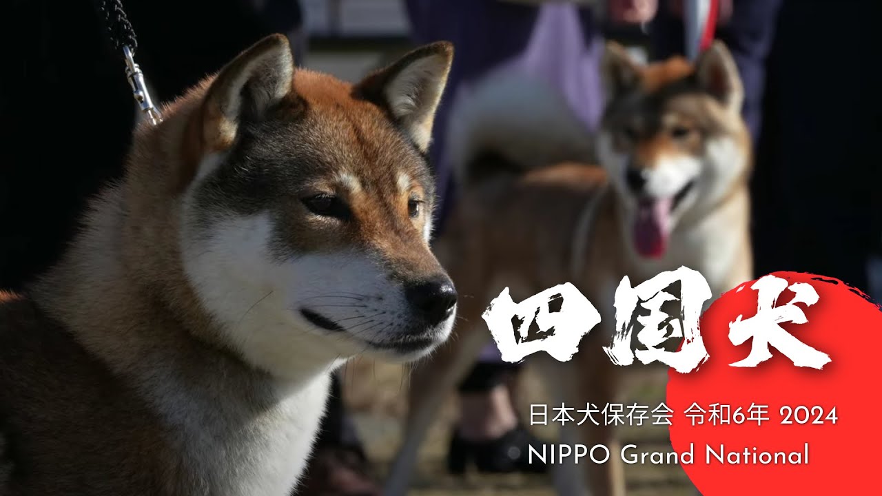 SHIKOKU KEN : NIHON KEN HOZONKAI NIPPO Grand National 2024 令和6