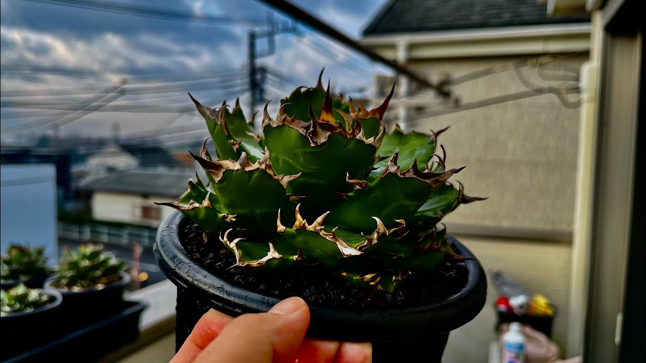 アガベ 姫厳龍 植え替え - YouTube