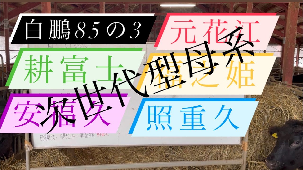 脅威】ゲノムモンスター『福勝鶴』‼︎一体どんな結果が⁉︎牛大好き株式