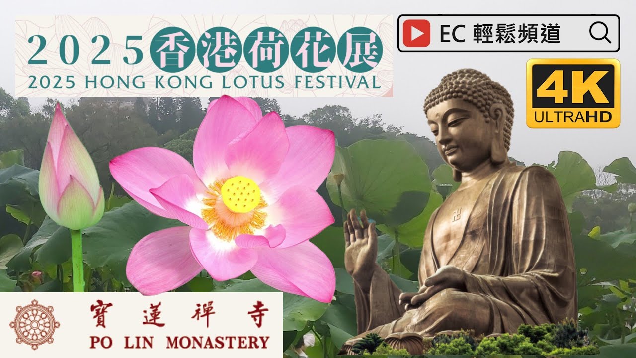 2025 香港荷花展| 寶蓮禪寺| 城門谷公園| 2025 Hong Kong Lotus