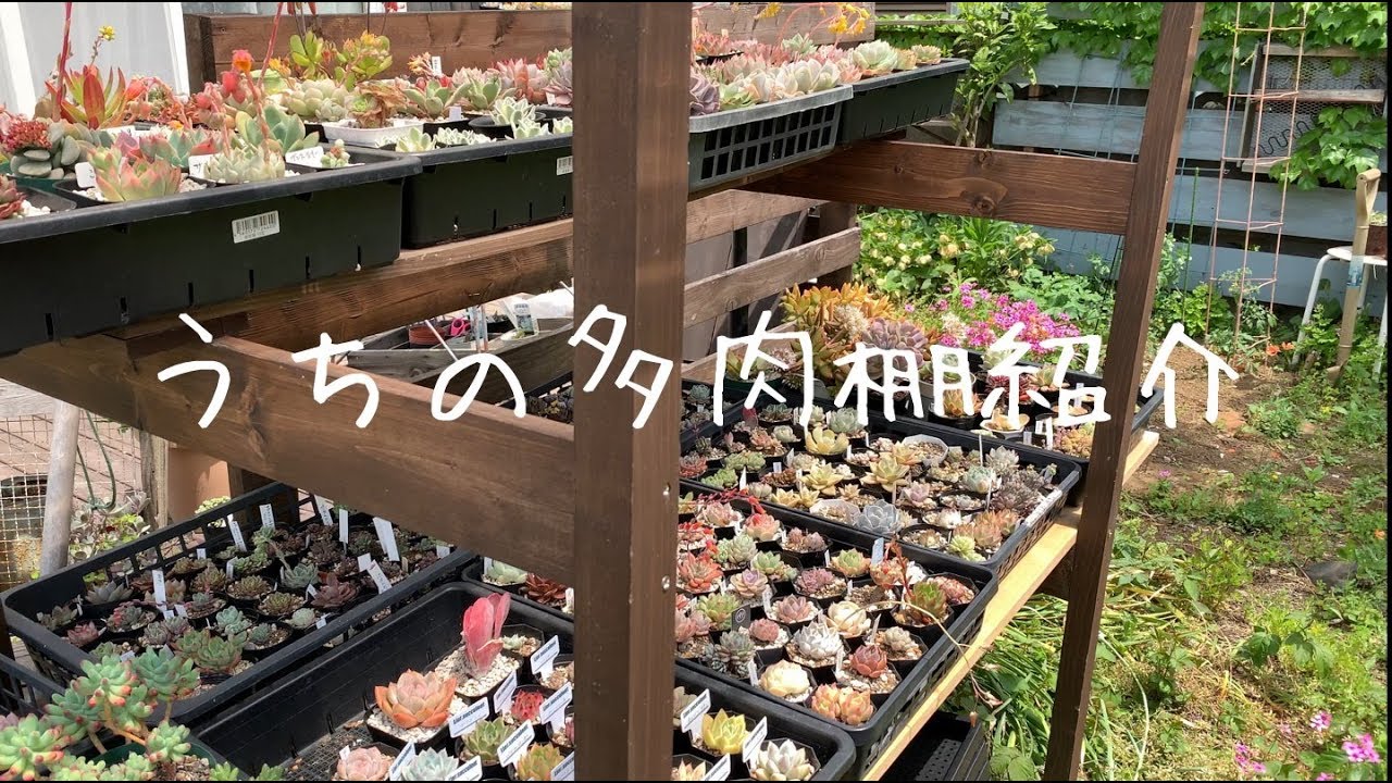 ちょこちっぶ様 多肉植物棚 TB-66D 多肉植物棚 TB-66D 多肉植物の棚