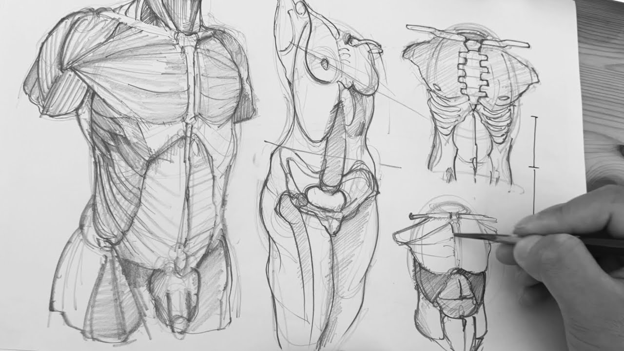 vol.5】モルフォ人体デッサン/体幹パート(前編) - YouTube