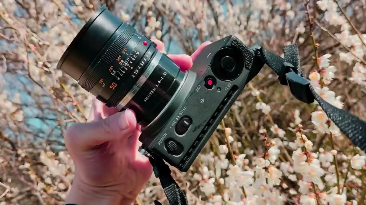flower』ねっとりしたコントラストのレンズが好き Leica Summicron-R