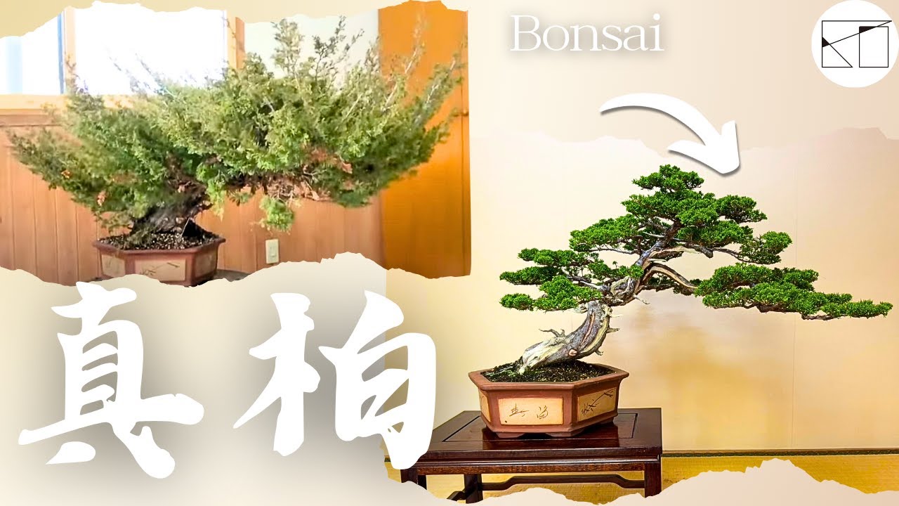 真柏】大胆な枝抜きによる整枝作業！（Shimpaku） - YouTube